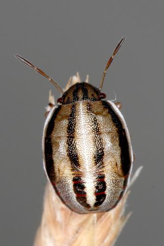 Neottiglossa flavomarginata